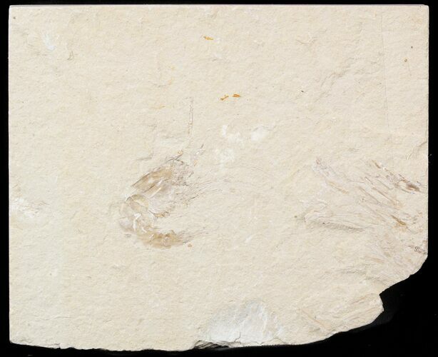 Cretaceous Fossil Shrimp - Lebanon #48561